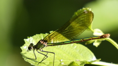 Calopteryx xanthostoma