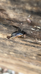 Arion hortensis