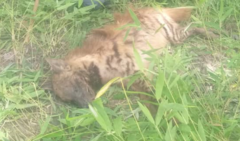 Hyaena hyaena