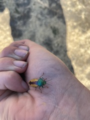 Buprestis viridisuturalis