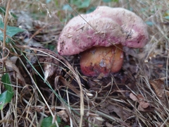 Suillellus luridus