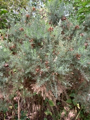 Ulex europaeus