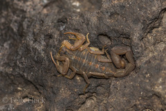 Centruroides limpidus