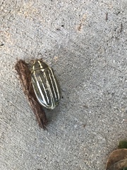 Polyphylla decemlineata