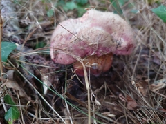 Suillellus luridus