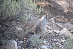 Otospermophilus variegatus