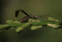Leptoglossus phyllopus