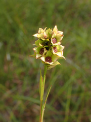 Ludwigia suffruticosa