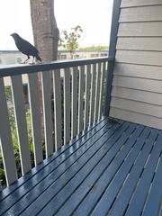 Ptilonorhynchus violaceus