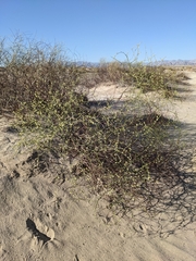 Eriogonum deserticola