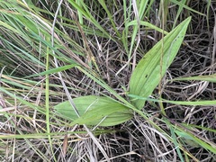 Cypripedium candidum