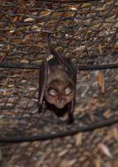 Rhinolophus hipposideros