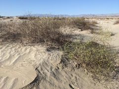 Eriogonum deserticola