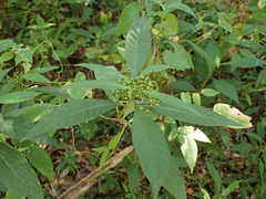 Psychotria tenuifolia