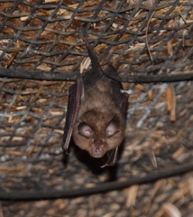Rhinolophus hipposideros