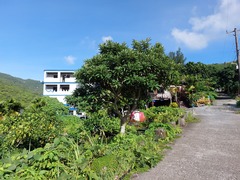 Semecarpus cuneiformis