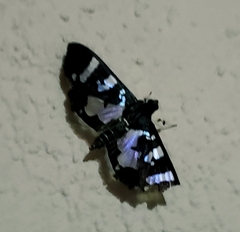 Desmia bajulalis