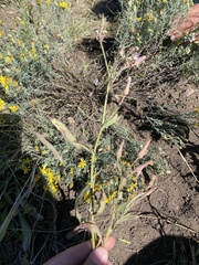 Lactuca pulchella