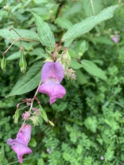 Impatiens glandulifera