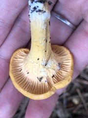 Cantharellus enelensis