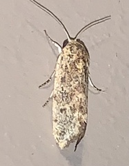 Acontiini