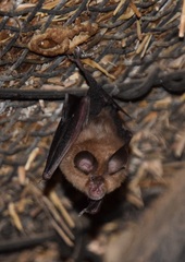 Rhinolophus hipposideros