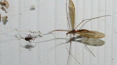 Parasteatoda tepidariorum