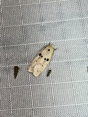 Scythropiodes issikii