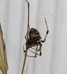 Parasteatoda tepidariorum