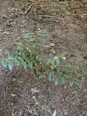 Berberis nervosa