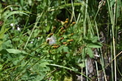 Senecioninae
