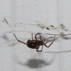 Parasteatoda tepidariorum