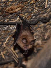 Rhinolophus hipposideros