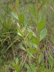 Lyonia fruticosa