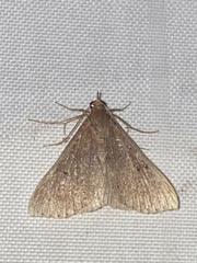 Renia discoloralis