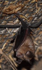 Rhinolophus hipposideros