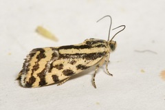 Acontia trabealis