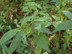 Psychotria tenuifolia