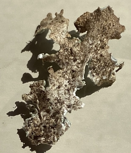 Powdered Speckled Shield Lichen
