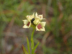 Ludwigia suffruticosa