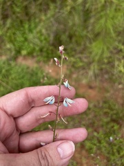 Desmodium viridiflorum