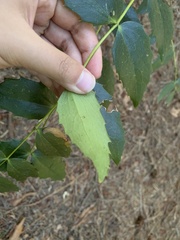 Berberis nervosa