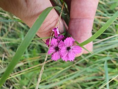 Microbotryum dianthorum