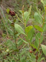 Lyonia fruticosa
