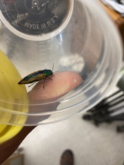 Buprestis viridisuturalis
