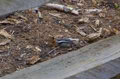 Callospermophilus lateralis