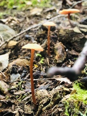 Laccaria laccata