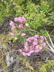 Kalmia polifolia