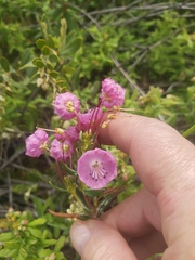 Kalmia polifolia