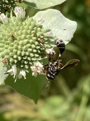 Physocephala marginata